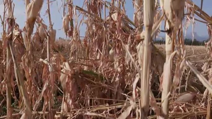 干旱和冰雹摧毁的玉米田的移动镜头