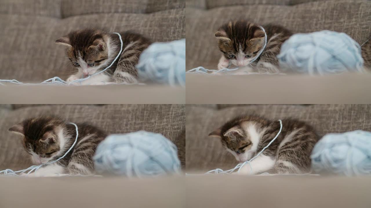 小猫在沙发上玩羊毛球