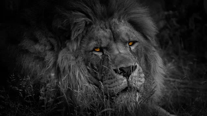 狮子用火红的眼睛转过身来抽象
