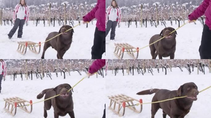 4k女孩和狗在白雪皑皑的葡萄园拉雪橇，慢动作