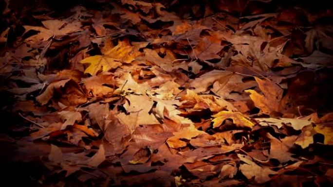 移动经过干燥的秋叶床