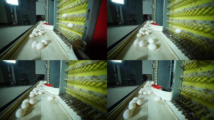家禽养殖场上的鸡蛋生产线