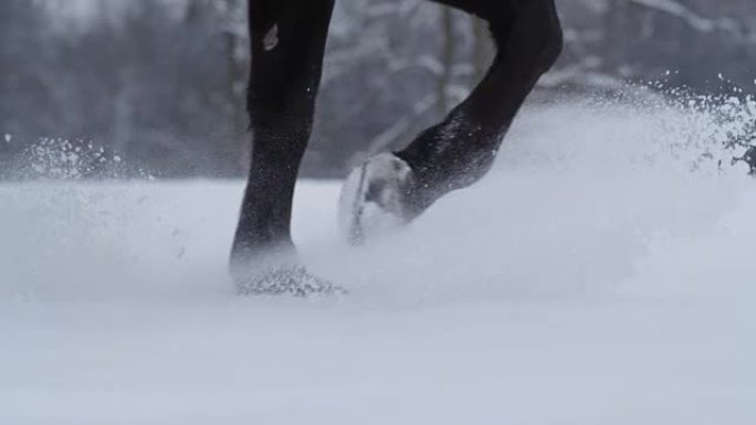 慢动作: 黑马在冬天穿过深雪飞溅的雪花奔跑