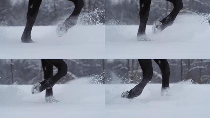慢动作: 黑马在冬天穿过深雪飞溅的雪花奔跑