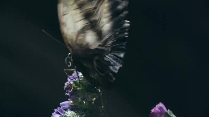卡利戈·梅农蝴蝶拍打翅膀