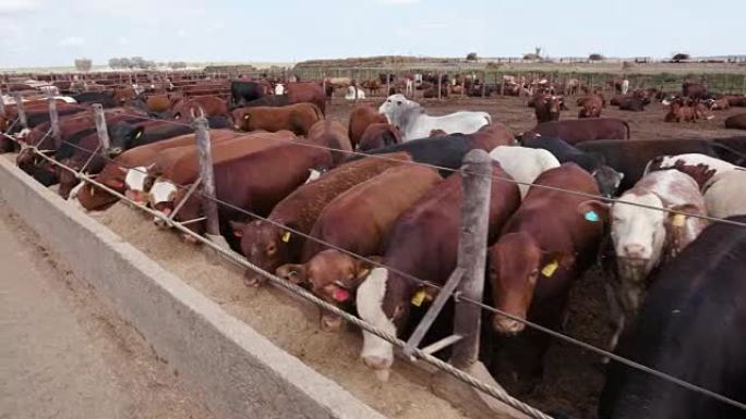在饲养场中饲喂牛的跟踪镜头