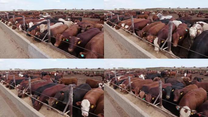 在饲养场中饲喂牛的跟踪镜头