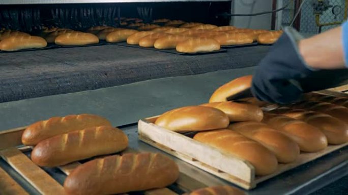 一位戴着防护手套的面包师正在从传送带上取出烤面包，将其放在木托盘上并带走。4K。