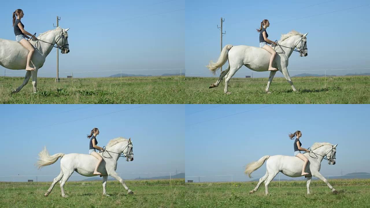 慢动作: 漂亮的女孩和她美丽的白马一起露背