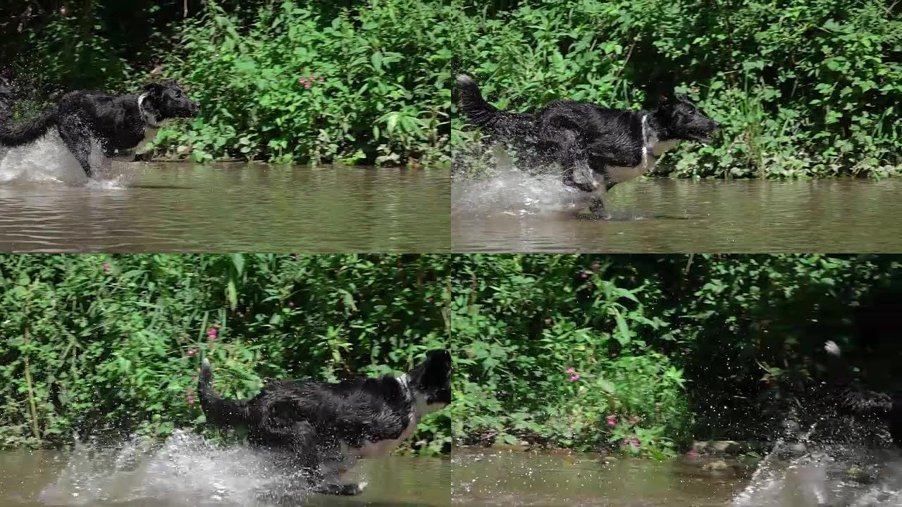 慢动作特写: 三只释放的黑色幼犬在森林河中狂奔