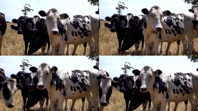 特写: 阳光明媚的夏天，奶牛和肉牛在广阔的农田上放牧