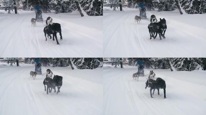 Dos雪橇队在白雪皑皑的小径上奔跑