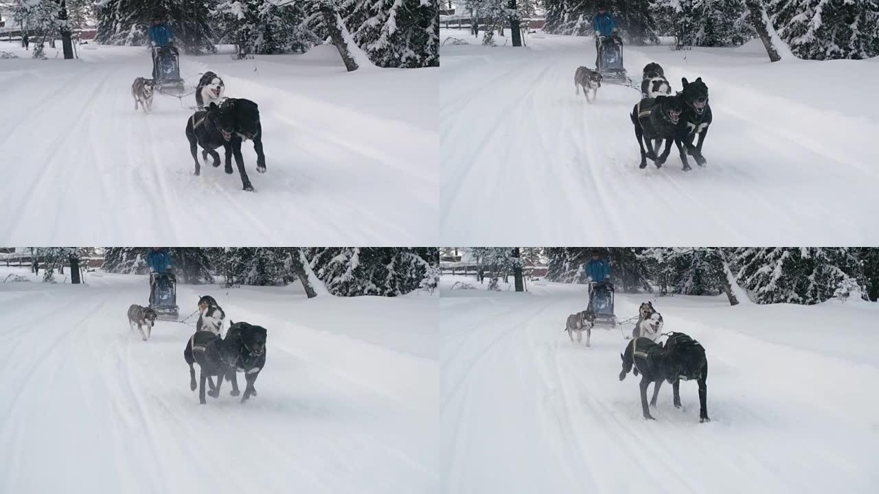 Dos雪橇队在白雪皑皑的小径上奔跑