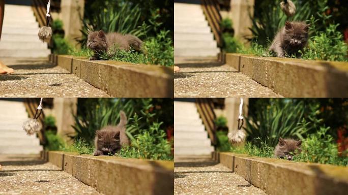 小猫在后院玩耍