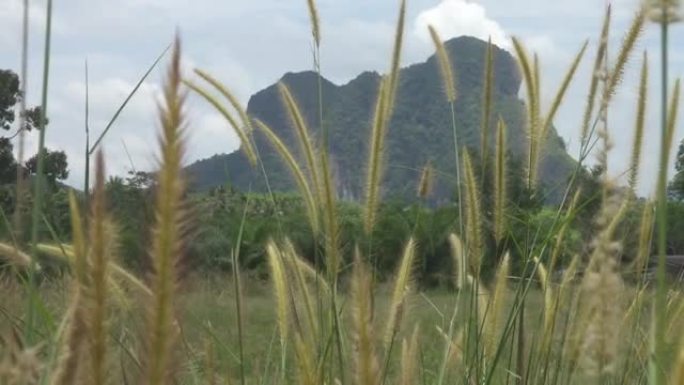 慢动作: 温和的夏风吹过空旷的草地并移动了