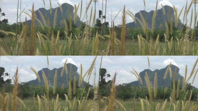 慢动作: 温和的夏风吹过空旷的草地并移动了