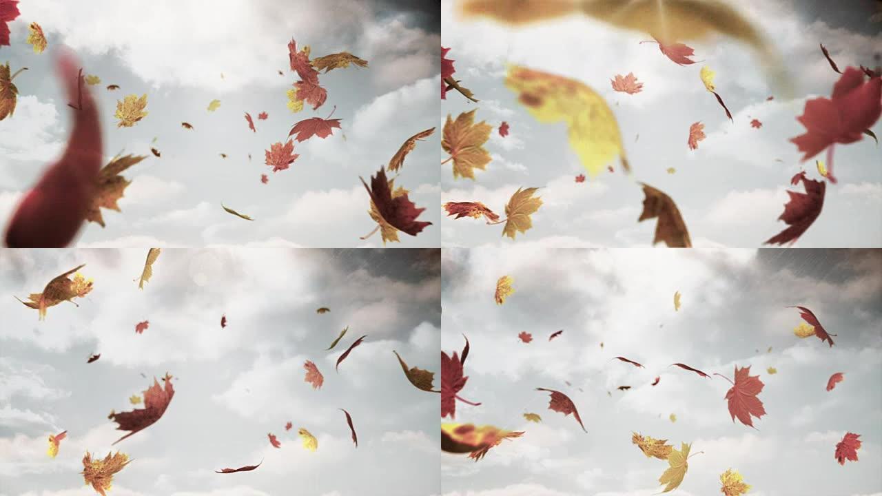 秋天的叶子落在相机上