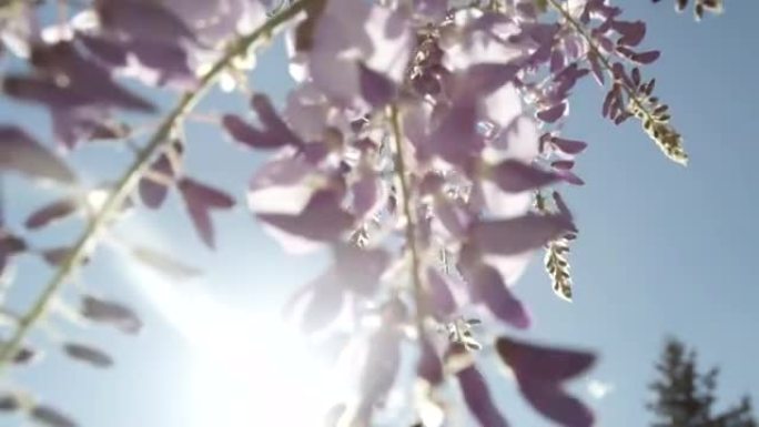 景深慢镜头特写:春天的阳光照耀着美丽的紫藤花