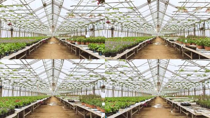 在阳光明媚的工业温室中，相机穿过一排排美丽，稀有且具有商业价值的花卉和植物生长。大规模生产主题。