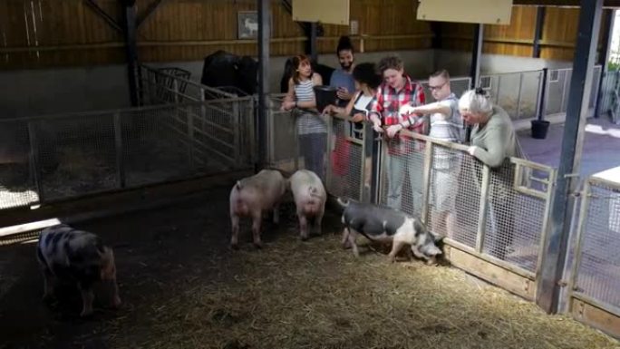 人们在农场喂猪