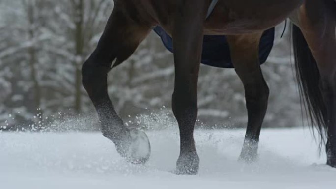 慢动作: 在白色的冬天，黑湾马在深雪毯子上行走