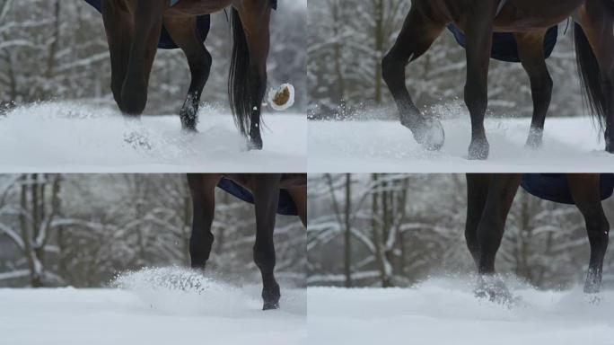 慢动作: 在白色的冬天，黑湾马在深雪毯子上行走