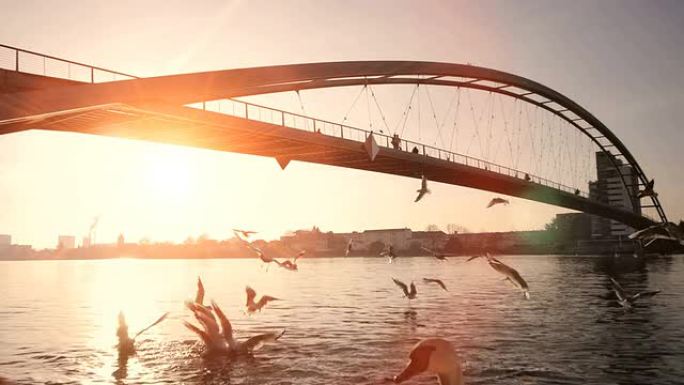 一群海鸥。海鸟 ..日落太阳耀斑，水桥