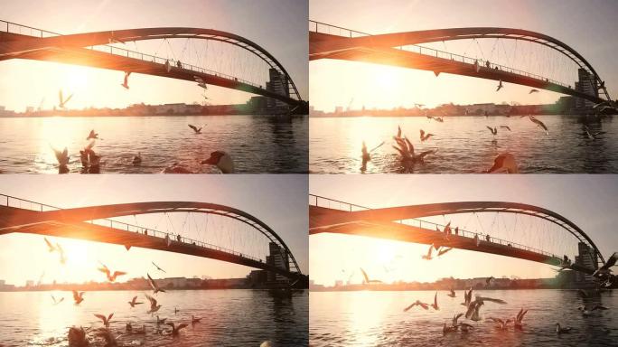 一群海鸥。海鸟 ..日落太阳耀斑，水桥