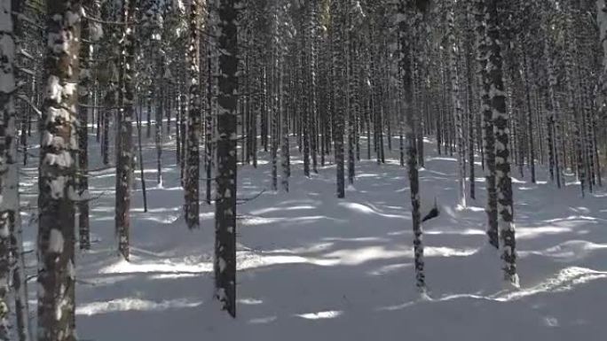 特写: 冬天的阳光照在令人惊叹的云杉林中白雪皑皑的树干上