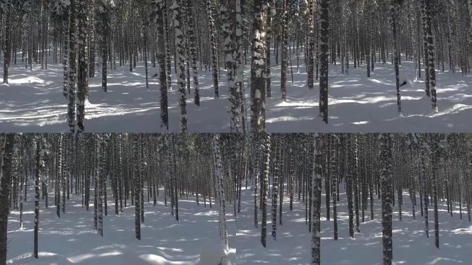 特写: 冬天的阳光照在令人惊叹的云杉林中白雪皑皑的树干上