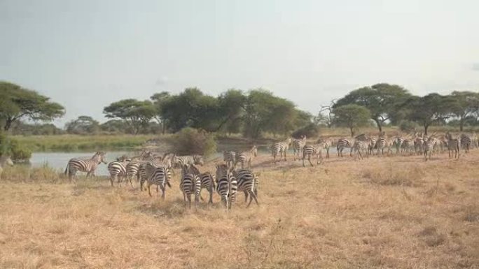 特写: 一群野生斑马奔向热稀树草原的淡水供应