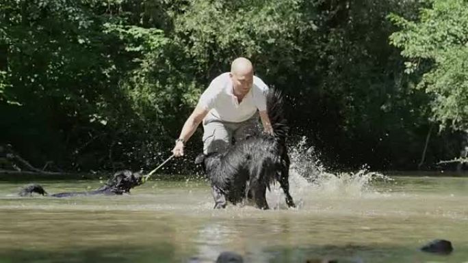 慢动作: 有趣的男主人与一群边境牧羊犬在河里玩耍。