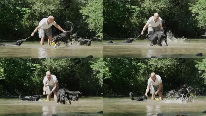 慢动作: 有趣的男主人与一群边境牧羊犬在河里玩耍。