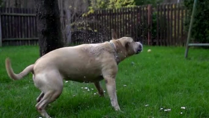慢动作: 狗摆脱水