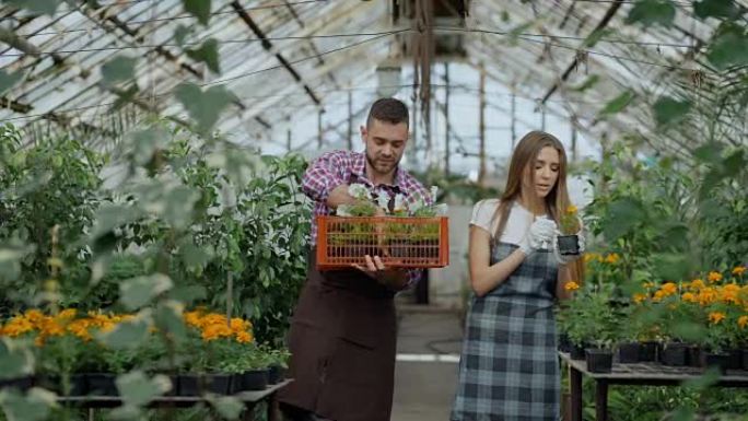 年轻迷人的花店夫妇在围裙在温室工作。开朗的男人带着一盒鲜花说话的女人松开植物