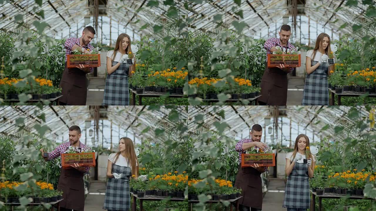 年轻迷人的花店夫妇在围裙在温室工作。开朗的男人带着一盒鲜花说话的女人松开植物