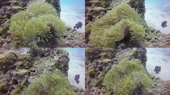 高清格式: 红海底部美丽的珊瑚与好奇的鱼Dascyllus。镜头可以作为背景或屏幕保护程序。