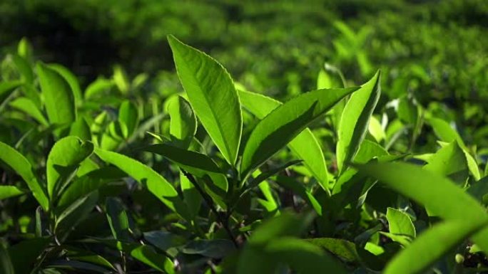 新鲜的绿茶叶子。茶园