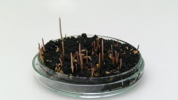 在实验室培育种子在实验室培育种子种子生长