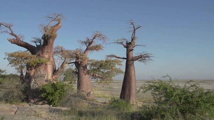 博茨瓦纳Makgadikgadi锅和猴面包树的平移镜头