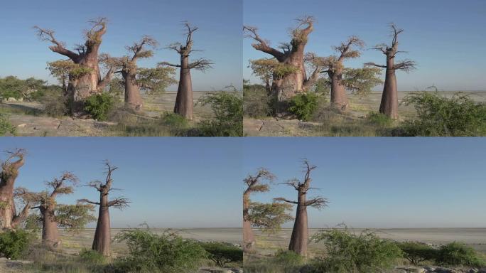 博茨瓦纳Makgadikgadi锅和猴面包树的平移镜头