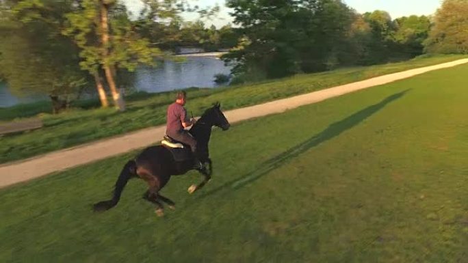 空中: 高级牛仔骑马在大自然中骑着强大的深棕色金雀花