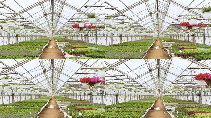 在阳光明媚的工业温室中，相机穿过一排排五颜六色，美丽，稀有且具有商业价值的花卉和植物生长。大规模生产