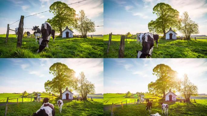 鹤: 乡村景观田园诗般的牧场上的奶牛 -- 4k自然/野生动物/天气