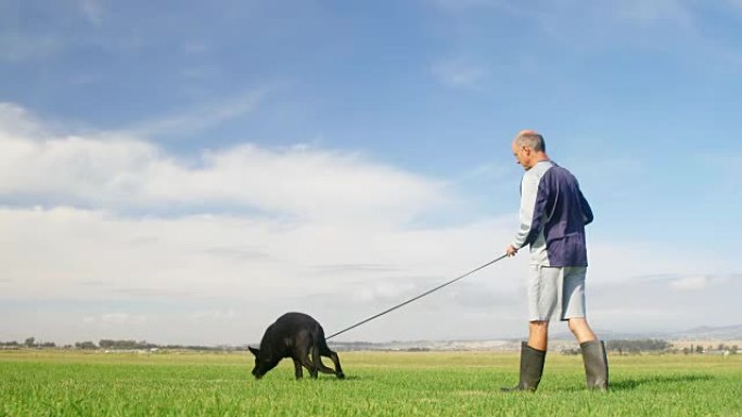 牧羊犬与主人在农场散步4k