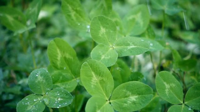 雨水落在绿色植物上