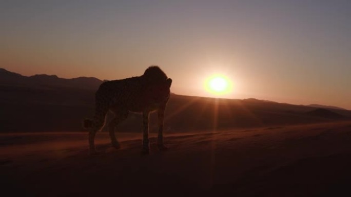 4k猎豹，在纳米布沙漠的夕阳下