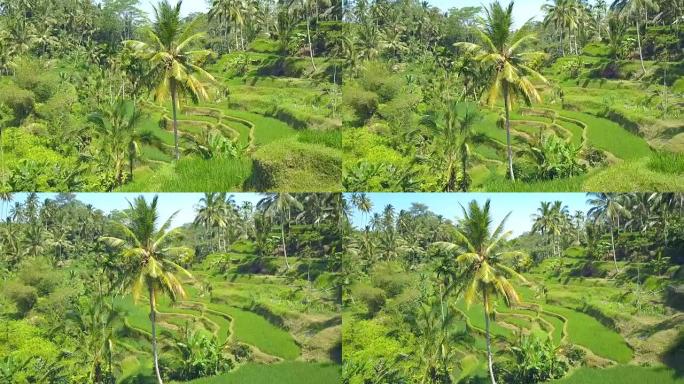 空中眩晕效果椰子棕榈树丛林华丽翠绿的水稻梯田