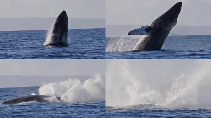 极为罕见的座头鲸完全破裂的镜头