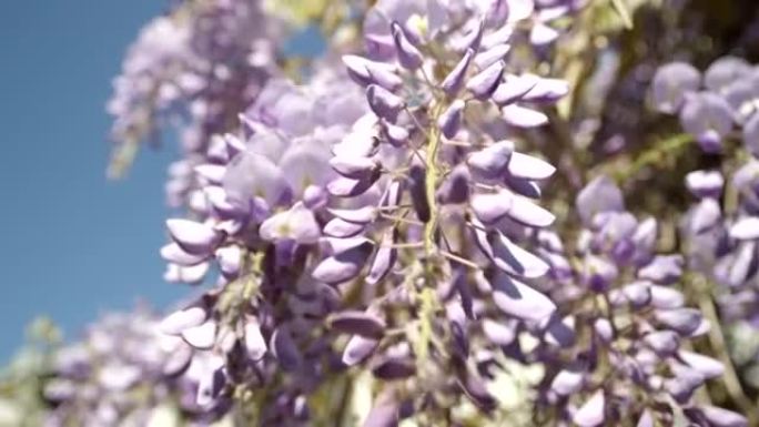 慢镜头特写:盛开的紫藤花在春风中摇曳